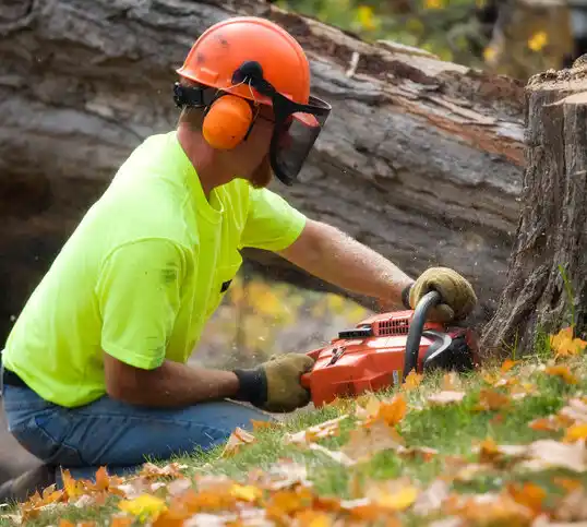 tree services Fountain